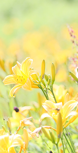 イメージ:アサマリゾートの愉しみ方